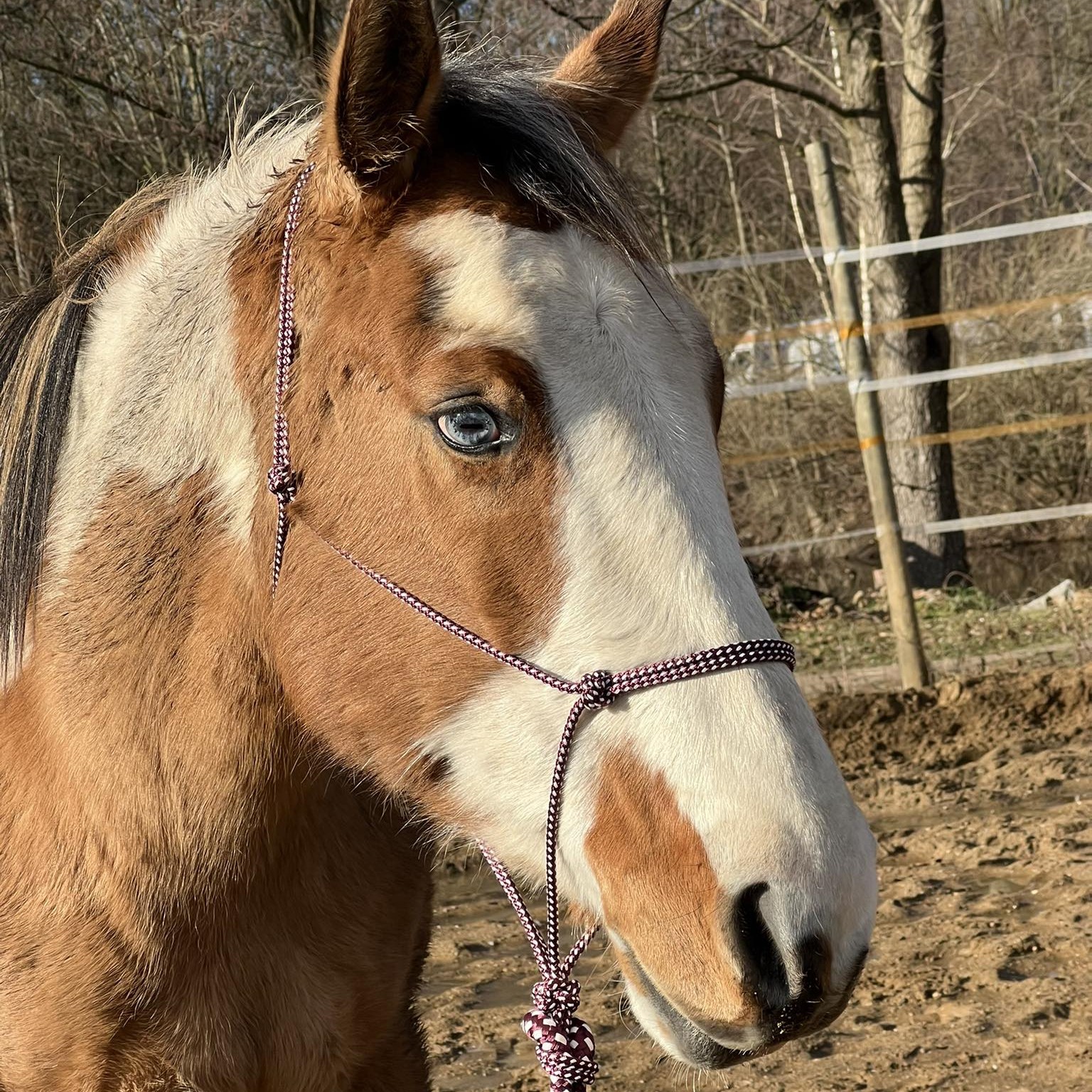 Halter Premium - obrazek 8