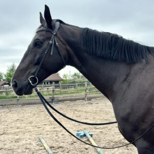 Wodze Skórzane Bez Karabińczyków