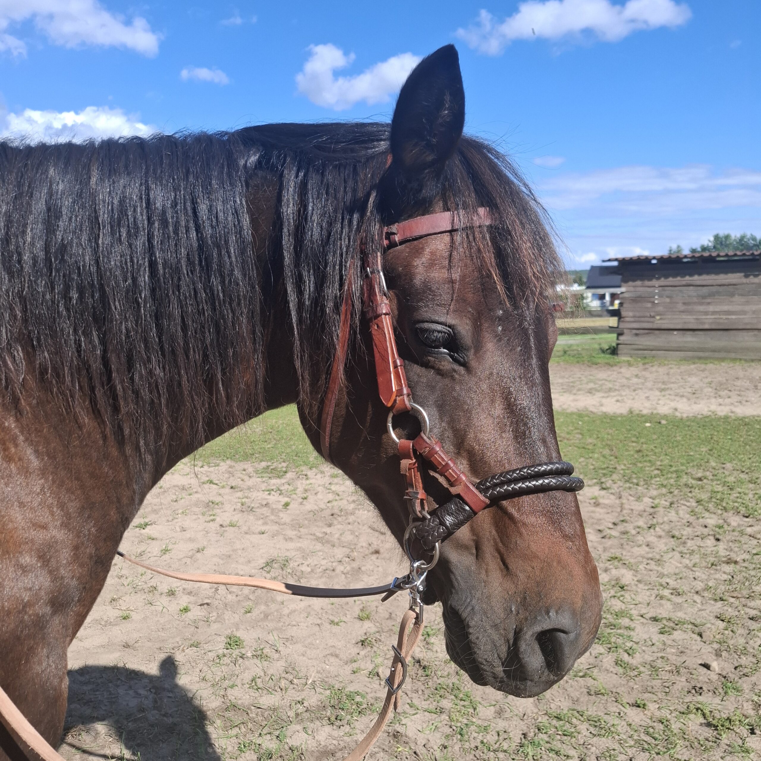 Wodze Skórzane Convertible - obrazek 2